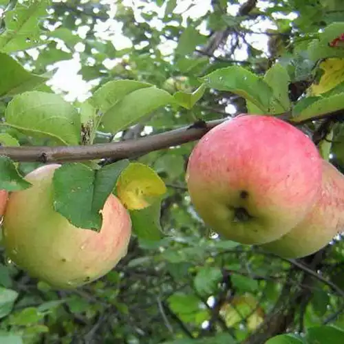 Саджанці літнього сорту яблуні Бистриця