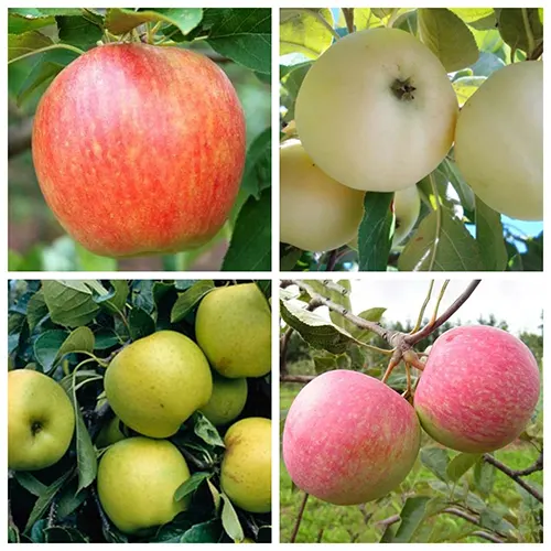 Саджанці яблуні дерево-сад Чемпіон + Білий налив + Грінслівз + Конфенте