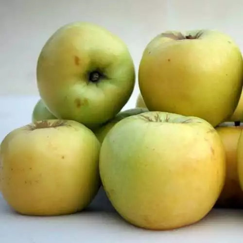 Саджанці осіннього сорту яблуні Антонівка 600