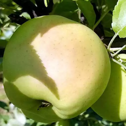 Саджанці осіннього сорту яблуні Каштеля