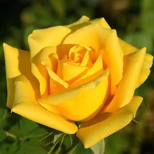 Саджанці чайно-гібридної троянди Ландора