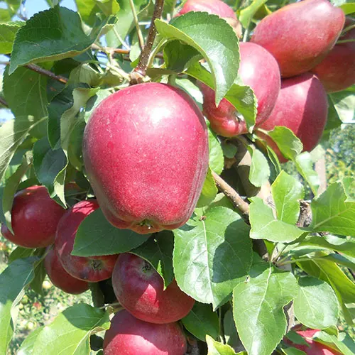 Саджанці зимового сорту яблуні Моді