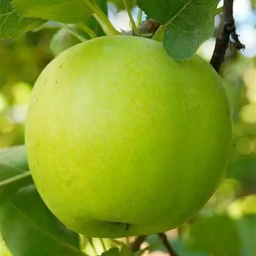 Саджанці зимового сорту яблуні Мутсу