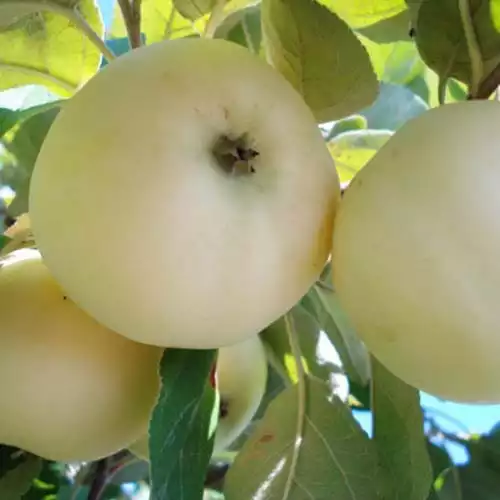 Саджанці літнього сорту яблуні Білий Налив