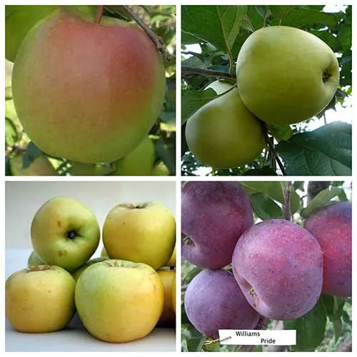 Саджанці яблуні дерево-сад Пепенка + Антонівка + Антонівка-600 + Вільямс Прайд