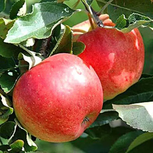 Саджанці зимового сорту яблуні Радогость