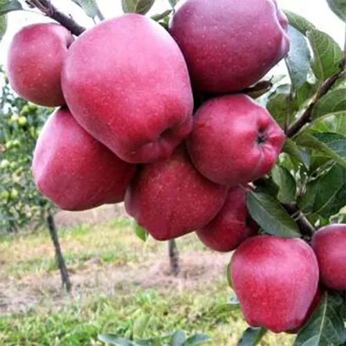 Саджанці зимового сору яблуні Ред Чіф