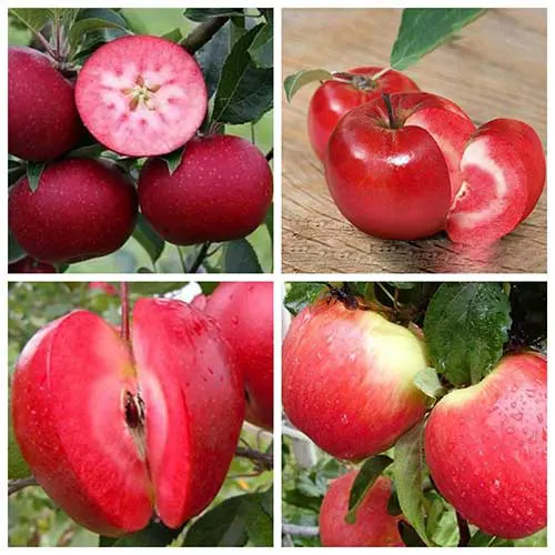 Саджанці яблуні дерево-сад Розетта + Ера + Сирена + Ерлі Женева