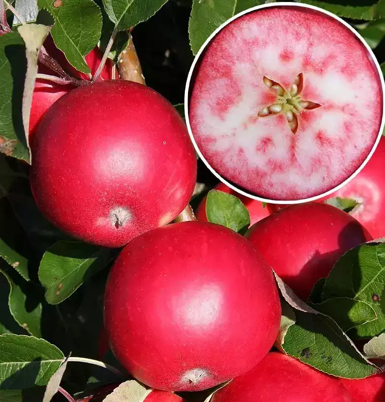 Саджанці літнього сорту яблуні Розетта