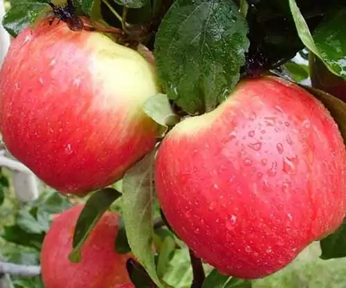 Саджанці літнього сорту яблуні Ерлі Женева