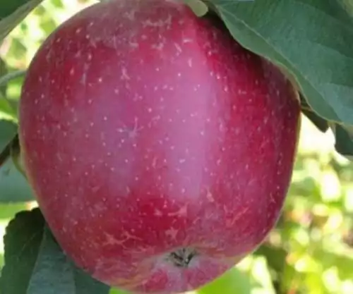 Саджанці осіннього сорту яблуні Кадел