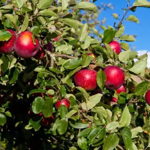 Саджанці зимового сорту яблуні Сябрина