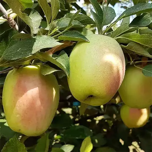 Саджанці зимового сорту яблуні Синап Алма-Атинській
