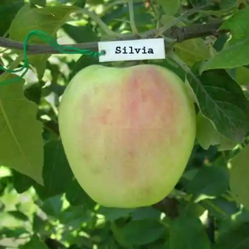 Саджанці літнього сорту яблуні Сильвія