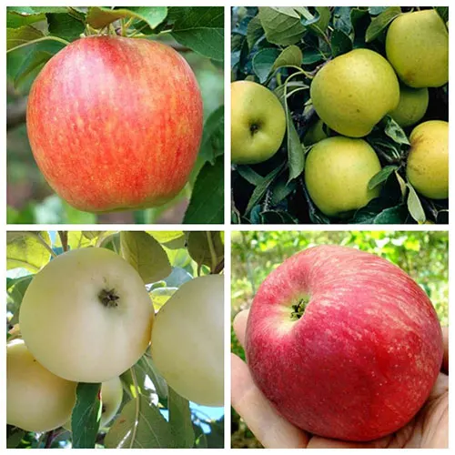 Саджанці яблуні дерево-сад Чемпіон + Грінслівз + Білий Налив + Слава Переможцям