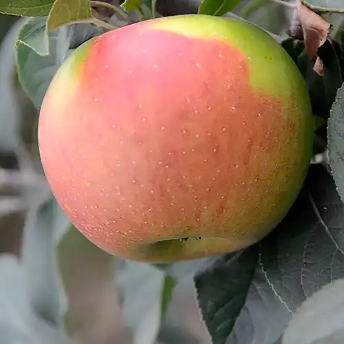 Саджанці зимового сорту яблуні Ренет золотий